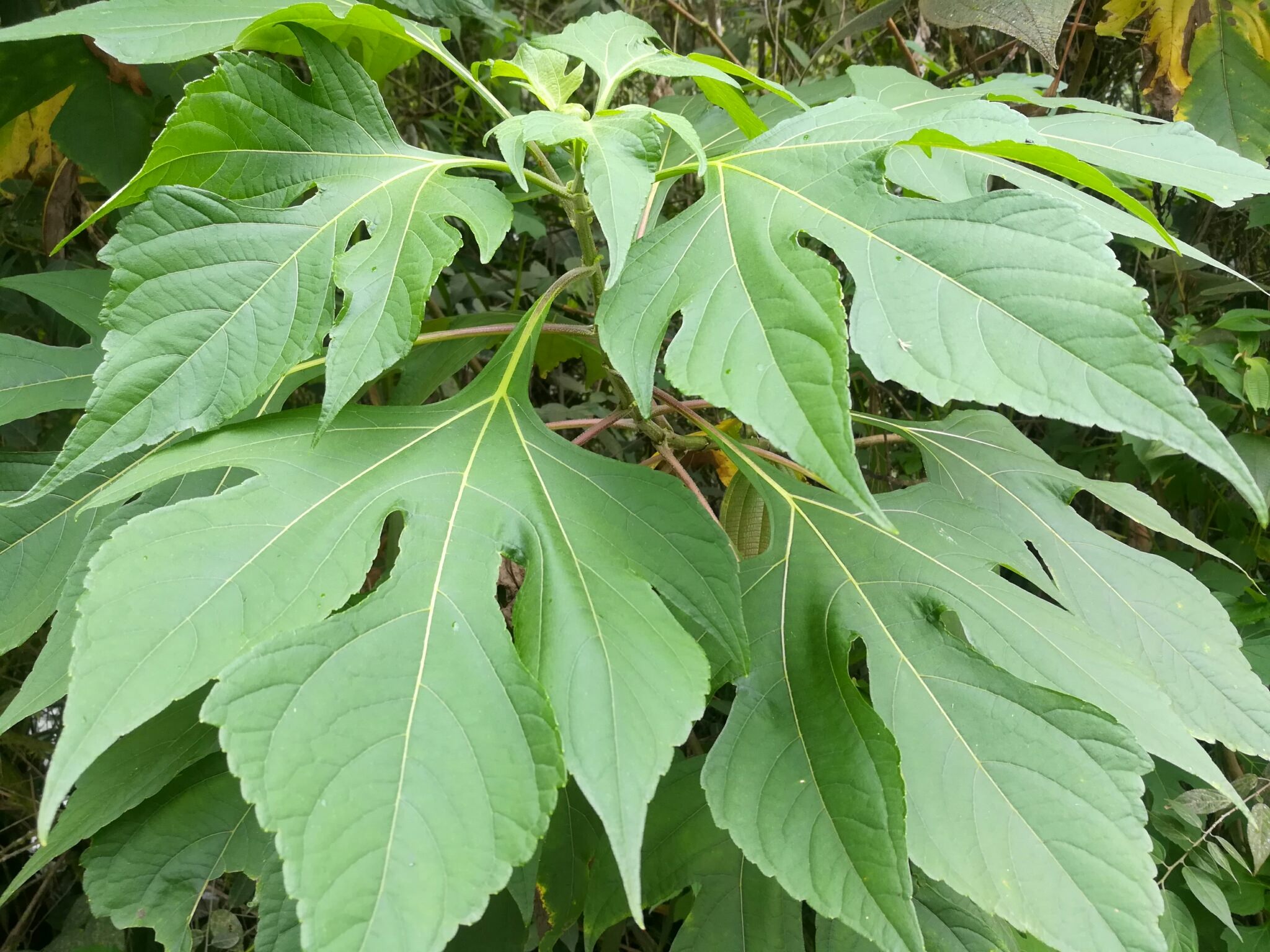 Tithonia diversifolia